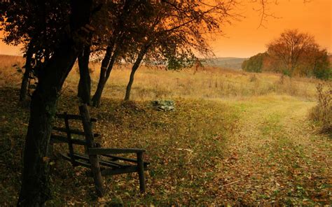 Wallpaper Sunlight Landscape Forest Sunset Nature Grass Branch