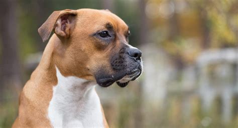 Boxer Dog Breed Information Center A Complete Guide