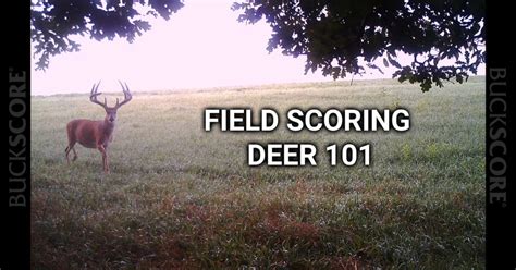 Maybe you would like to learn more about one of these? Field Scoring a Deer 101 | BuckScore