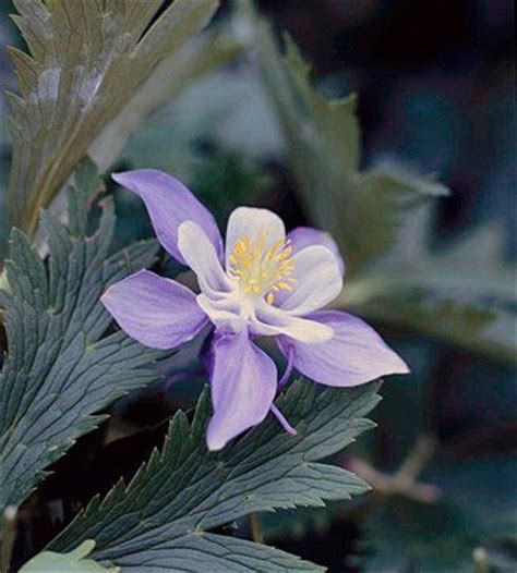Have you done any of these pacific northwest wildflower hikes? 17 Best images about native Oregon plants on Pinterest ...
