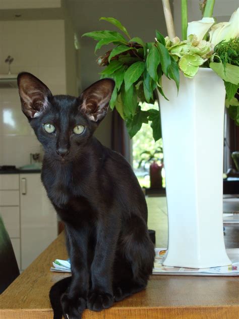 Stunning Black Siamese Cat