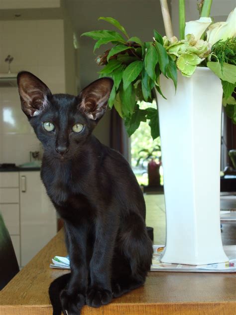 This does not mean your cat will have these problems, only that she may be more at risk than other cats. Black Siamese Cat Beautiful cat. I love how this cat looks ...
