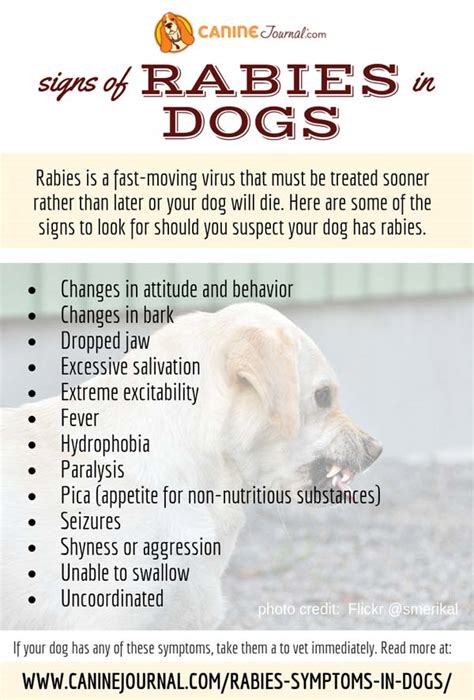 However, treatment before symptoms develop can be effective. Rabies Symptoms In Dogs - CanineJournal.com
