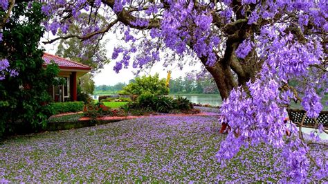 Elegant Beautiful Flower Tree Images Top Collection Of Different