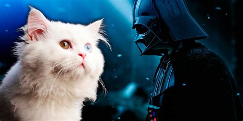 Do Cats Exist In The Star Wars Galaxy
