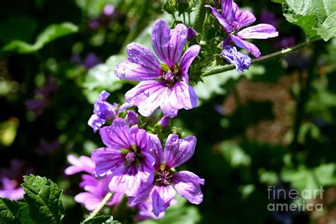 Purple Blossoms Photograph By Charlene Cox Fine Art America