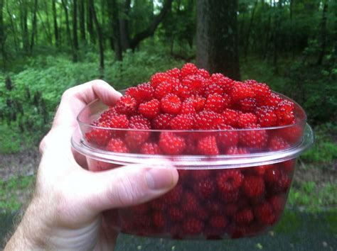Picking Wineberries Is Part Of Midsummer In Pennsylvania