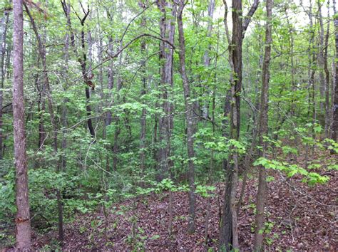 Land For Sale In Henry County Georgia Hurdle Land And Realty Inc