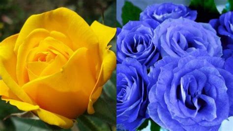 Kenali Varian Warna Bunga Mawar Ada Kuning Hingga Biru