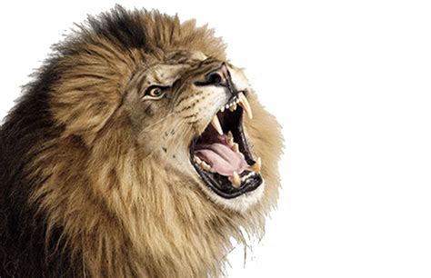 Collection of PNG Lion Head Roaring. | PlusPNG png image