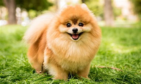 Pomeranian Dog Breed Characteristics Care And Photos Bechewy