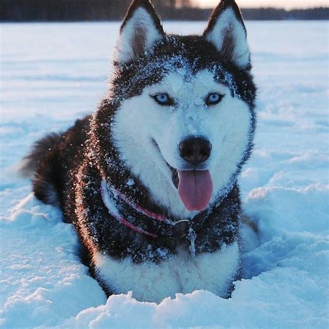 8 Amazing Facts About Siberian Huskies