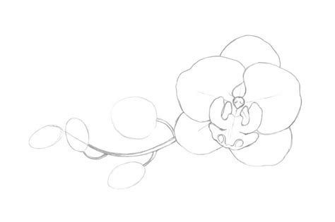 Sketsa Gambar Bunga Paling Mudah Yang Baik