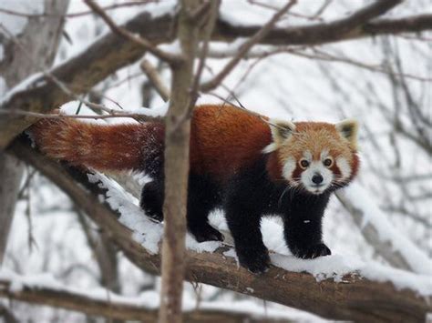 Red Panda Roter Panda Vienna Zoo Explore Animals