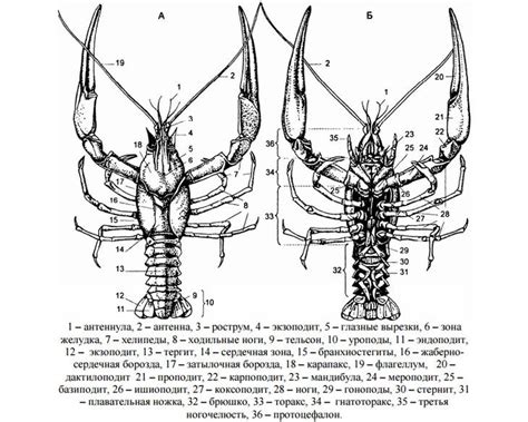 Arbre phylogénétique (euarthropoda) — arthropoda (classification phylogénétique) cette page a pour objet. Выращивание раков
