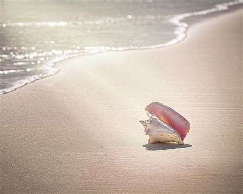 Conch Shell On Pink Sand Beach Harbour Photograph By Image By Sherry
