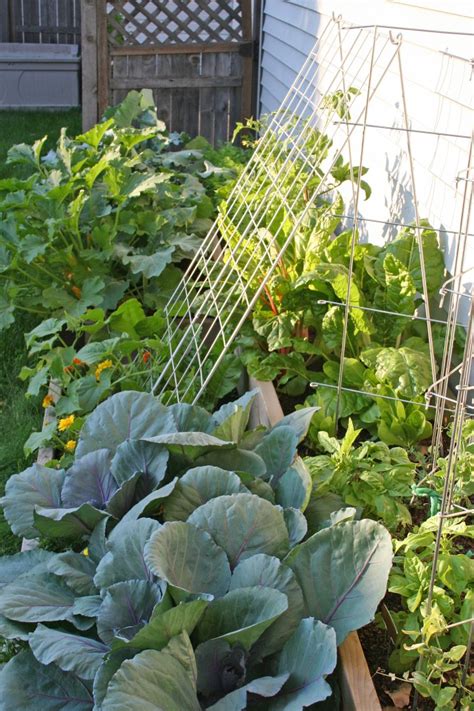 Growing An Urban Vegetable Garden Is Hard Borealis