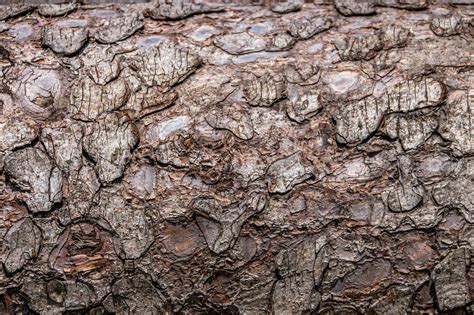 1000 Free Tree Bark Texture And Nature Images Pixabay