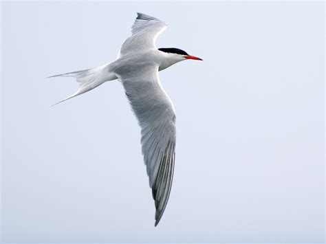 Common Tern Ebird