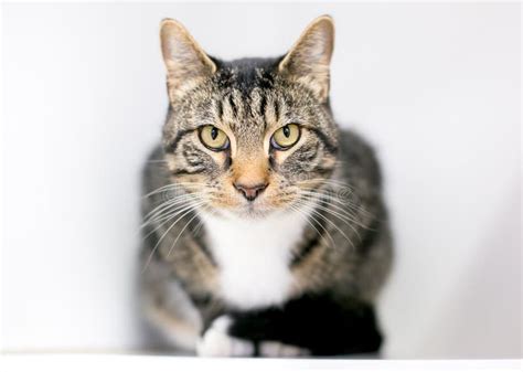 Tabby Cat Staring Stock Image Image Of Alert Feline 5001417