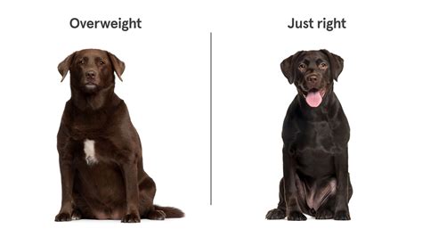 7 Breeds Most Prone To Being Obese And What Overweight Dogs Look Like