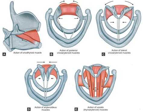 Anatomy — Philadelphia Ear Nose And Throat Associates Penta
