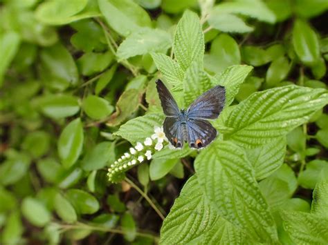 Saving The Miami Blue Butterfly Florida State Parks