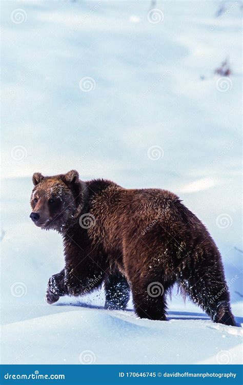 Grizzly Bear Walking In The Snow In Denali National Park Stock Image