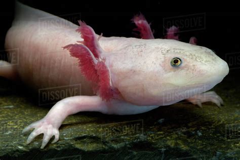 Axolotl Mexican Salamander Ambystoma Mexicanum White Or Leucistic