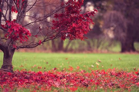 Nature Fall Leaves Autumn Autumn Splendor Wallpapers Hd Desktop