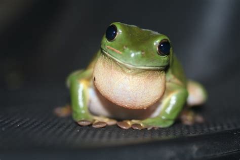 Facts About Green Tree Frogs Things To Know Before Keeping Them As