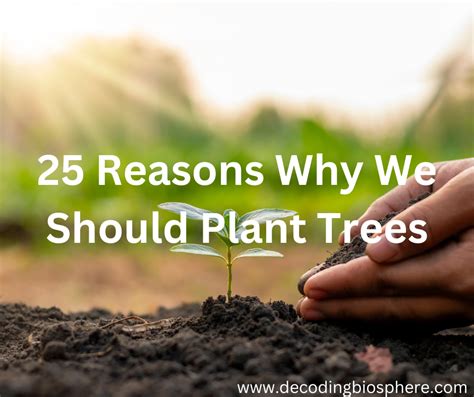 25 Reasons Why We Should Plant Trees Decoding Biosphere