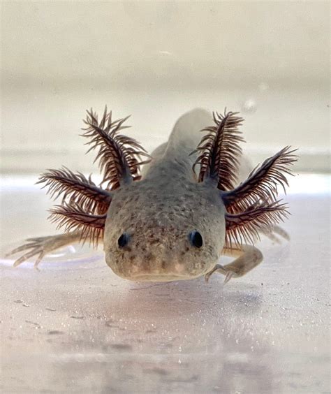 Axanthic Melanoid 1 Rare Ivys Axolotls Quality Pet Axolotls