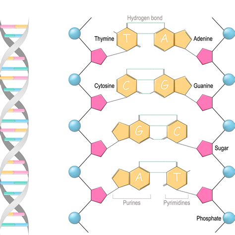 核苷核苷酸化学试剂细胞生物学 默克生命科学