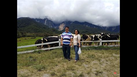 It is recommended to visit the place in the morning hours with breakfast at the farm. Desa Dairy Farm, kundasang Sabah - YouTube