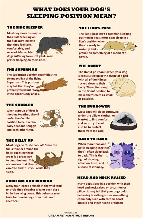 Dog Sleeping Positions Chart 10 Sleep Position Meanings Pupford Vlr
