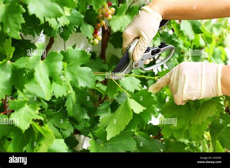 Prune Grape Vine Hi Res Stock Photography And Images Alamy