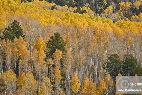 Yellow Aspen Trees In The Stock Photo