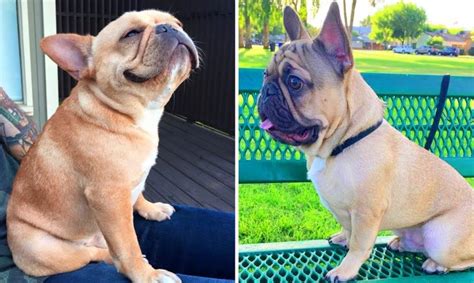 French bulldog information, how long do they live, height and weight, do they shed, personality traits, how much do they cost, common health issues. Best of French Bulldog Video - Funny and Cute French ...