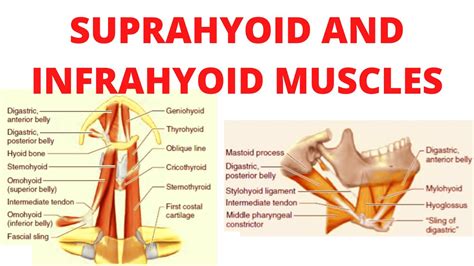Suprahyoid And Infrahyoid Muscles Youtube
