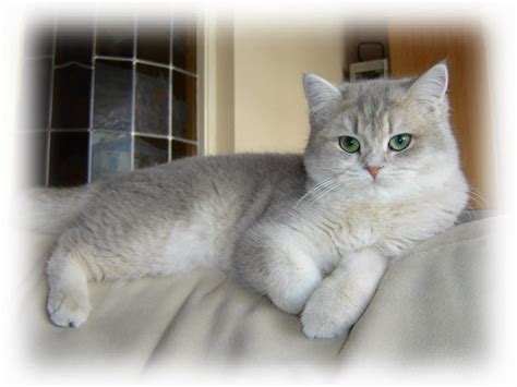 What To Do Before Bringing Home Your New British Shorthair