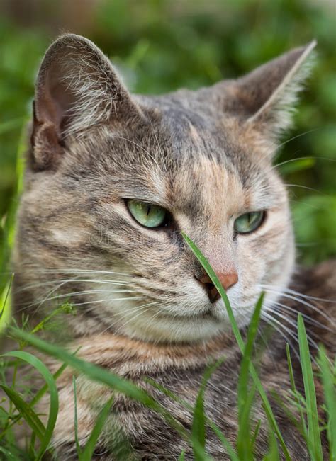 Einen igel haben wir auch, aber seine ausscheidungen sind wesentlich kleiner. Katze Der Schildpatt-getigerten Katze Mit Gras Im Garten ...
