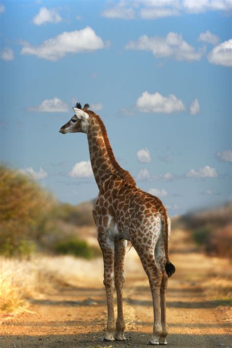 Giraffe By Frans Van Heerden 500px Giraffe Zoo Animals Cute Animals