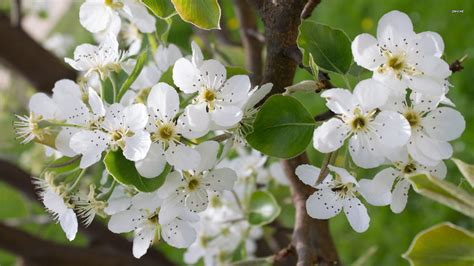 This tree is a great option to plant near utility lines, next to larger buildings, or near patios. Know Your: Spring Blossom