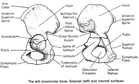 HM Book Ch 6: Human Anatomy And Physiology - ProProfs Quiz