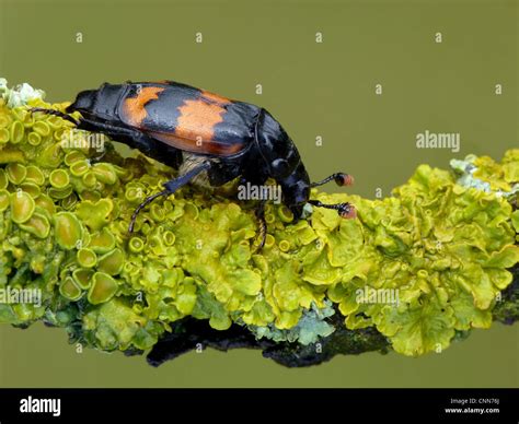Common Sexton Beetle Nicrophorus Vespilloides Adult Resting On