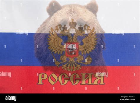 Brown Russian Bear On The Russian Flag Background Stock Photo Alamy
