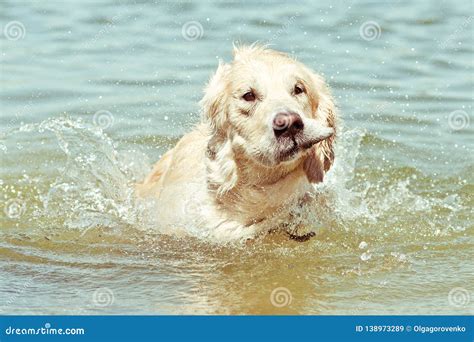 Wet Golden Retriever Shaking Off Water Swimming In Lake Stock Image