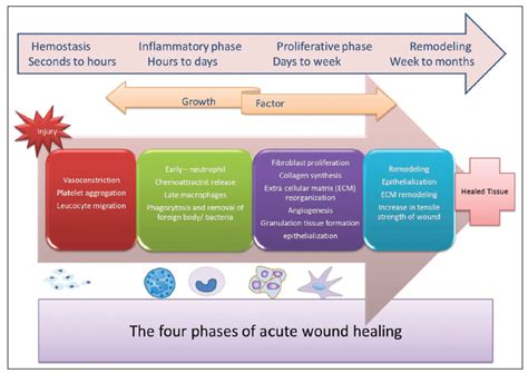 Phases Of Wound Healing Chart