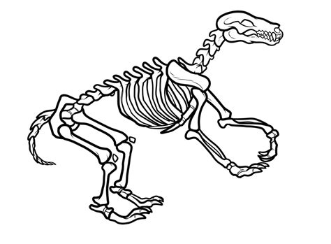 Dinosaur Bones Template Free Download On Clipartmag